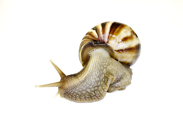 포토 JPG 해외이미지 동물 1 야생동물 조각 곤충 백그라운드 이동 모션 자연 연체동물 나선형 건강 사람없음 옆모습 초록색 빛 갈색 정원 젖음 껍질 흰색 닫기 해충 벌레 미끄러짐 불안 엿보기 속도 부드러움 느림 정맥 기어가기 고립 어려움 혼자 해외202004 해외포토 감정 뷰포인트 컬러 컨셉 무늬 무척추동물 감각 생태계 혈관 파일형식 이미지허브