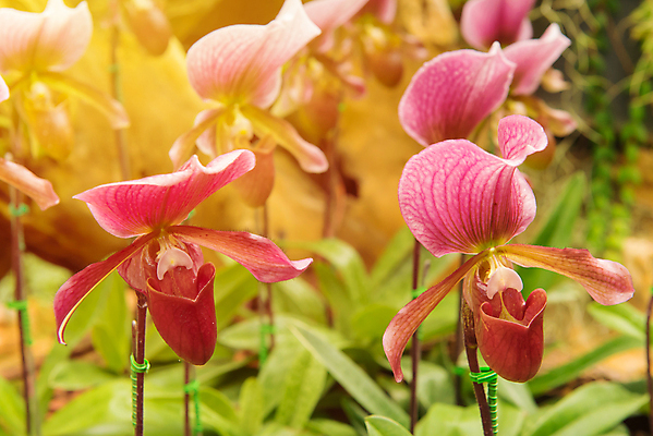 포토 JPG 해외이미지 식물 꽃 잎 오렌지 자연 슬리퍼 종류 사람없음 장식 빨간색 초록색 노란색 환경 정원 봄 벚꽃 흰색 신선 개화 행운 난초 우아함 숲 원예 생물학 지역 멸종 내추럴 기르기 해외202004 해외포토 계절 교육 컬러 신발 컨셉 과일 취미 생태계 돌봄 파일형식 이미지허브