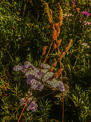 포토 JPG 해외이미지 식물 꽃 백그라운드 잎 꽃무늬 밭 자연 건강 사람없음 초록색 여름 약 들꽃 벚꽃 흰색 시골 신선 개화 약초 작음 다발 허브 유기농 내추럴 옛날 추출 해외202004 해외포토 웰빙 계절 컬러 무늬 농업 의학 풀_식물 크기 생태계 파일형식 이미지허브