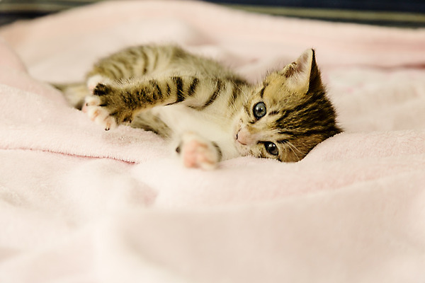 포토 JPG 해외이미지 동물 응시 분홍색 백그라운드 패턴 오렌지 주택 털 사람없음 반려동물 소파 고양이 줄무늬 아기 호랑이 작음 모피 얼룩무늬 솜털 해외202004 해외포토 시선 컬러 무늬 의자 과일 포유류 사람 건물 크기 파일형식 이미지허브