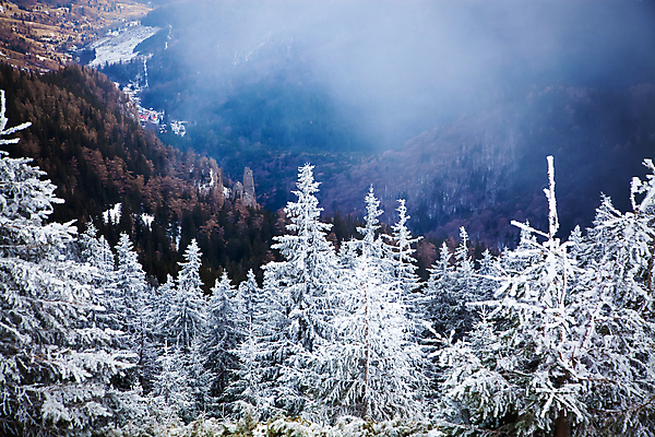 포토 JPG 해외이미지 나무 계절 행복 여행 백그라운드 크리스마스 겨울 자연 하늘 날씨 휴가 새로움 산 기념 요정 국립공원 풍경 사람없음 야외 파란색 빛 태양 얼음 축제 추위 흰색 축하 소나무 눈송이 숲 12월 연도 서리 전나무 루마니아 1월 폭설 눈내림 해외202004 해외포토 자연요소 식물 공원 기념일 감정 유럽 컬러 컨셉 눈_날씨 날짜 자연재해 생태계 파일형식 이미지허브