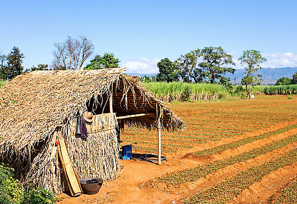 포토 JPG 해외이미지 산업 음식 농업 자연 밥 사람없음 야외 시골 미얀마 해외202004 해외포토 아시아 생태계 파일형식 이미지허브