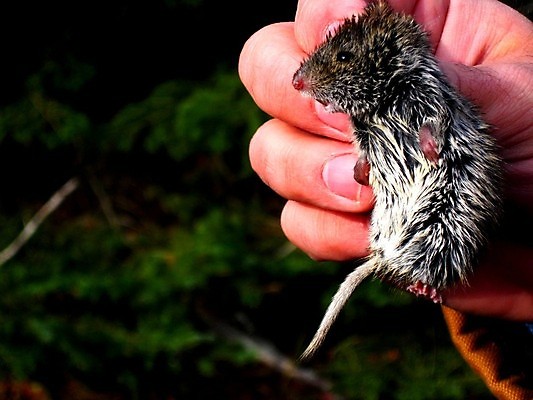 포토 JPG 해외이미지 동물 손 공원 지구 야생동물 포유류 자연 사람없음 야외 환경 황무지 보호 내추럴 해외202004 해외포토 공공시설 컨셉 신체부위 생태계 파일형식 이미지허브