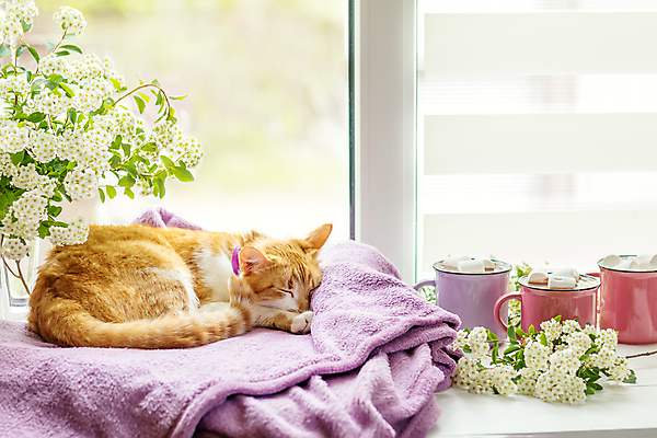 포토 JPG 해외이미지 한마리 꽃 실내 사람없음 반려동물 고양이 잠 담요 창가 반려묘 해외202004 해외포토 식물 동물 1 창문 포유류 내부 파일형식 이미지허브