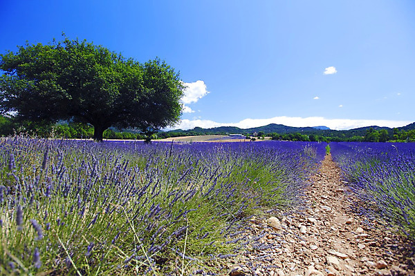 포토 JPG 해외이미지 식물 구름 꽃 유럽 선 밭 농업 자연 하늘 풍경 사람없음 야외 여름 파란색 농작물 컬러풀 농장 농경지 보라색 활발 프랑스 수확 시골 개화 허브 제비꽃 향기 아로마 아로마테라피 라벤더 내추럴 프랑스어 강렬 밭일 줄서기 프로방스 해외202004 해외포토 자연요소 문자 계절 나라 산업 컬러 컨셉 모션 생태계 냄새 테라피 파일형식 이미지허브