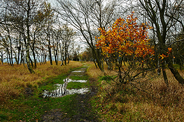 포토 JPG 해외이미지 나무 계절 공원 여행 백그라운드 잎 오렌지 자연 하늘 산 파노라마 풍경 사람없음 야외 목재 빨간색 초록색 컬러풀 노란색 계곡 가을 바위 숲 언덕 내추럴 전국 해외202004 해외포토 식물 공공시설 컬러 과일 재료 촬영기법 돌_바위 생태계 파일형식 이미지허브