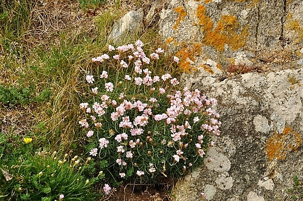 포토 JPG 해외이미지 식물 꽃 바다 분홍색 사람없음 성장 해외202004 해외포토 컬러 파일형식이미지허브 