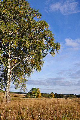 포토 JPG 해외이미지 나무 구름 1 계절 백그라운드 밭 농업 자연 하늘 날씨 풍경 사람없음 야외 초록색 여름 파란색 빛 컬러풀 햇빛 태양 농장 일출 환경 침묵 일몰 봄 가을 나뭇가지 시골 신선 고독 저녁 싱글 러시아 자작나무 혼자 수평선 해외202004 해외포토 자연요소 식물 감정 유럽 산업 컬러 노을 소리 야간 생태계 파일형식 이미지허브