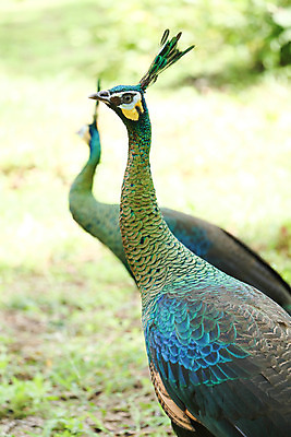 포토 JPG 해외이미지 나무 동물 1 야생동물 백그라운드 잎 오렌지 노래 자연 조류 휴식 종류 앉기 사람없음 야외 빨간색 초록색 여름 파란색 우주 봄 회색 바위 흰색 나뭇가지 공작 묘사 싱글 생물학 서식지 생태학 해외202004 해외포토 식물 계절 교육 음악 컬러 컨셉 과일 모션 돌_바위 생태계 파일형식 이미지허브