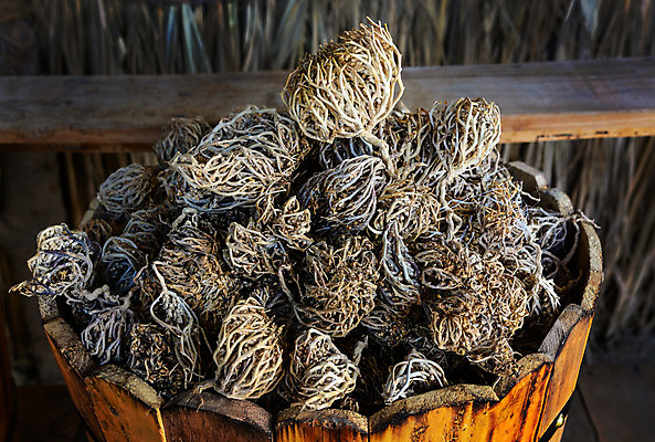 포토 JPG 해외이미지 식물 꽃 종교 여행 백그라운드 아프리카 자연 휴가 건조 이집트 동양인 사람없음 목재 모래사장 장미 노란색 바구니 침묵 봄 고통 사막 바위 흰색 나뭇가지 위험 크리스탈 심볼 오브젝트 질감 기념품 사암 사하라 고립 신앙심 이국적 지질학 칼슘 튀니지 해외202004 해외포토 나무 계절 교육 감정 나라 바다 컬러 컨셉 재료 인종 소리 돌_바위 광석 생태계 파일형식 이미지허브