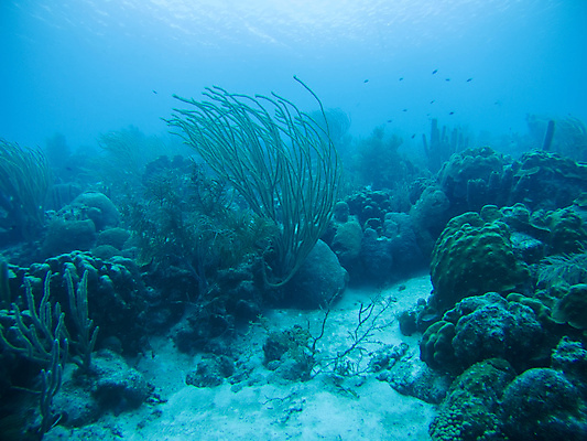 포토 JPG 해외이미지 동물 야생동물 바다 백그라운드 자연 어류 풍경 사람없음 빨간색 물 파란색 수중 수영 활발 그룹 산호 다이빙 장면 암초 수족관 깊이 멀티 소금물 해외202004 해외포토 자연요소 컬러 컨셉 수중동물 수상스포츠 자포동물 생태계 수중스포츠 파일형식 이미지허브