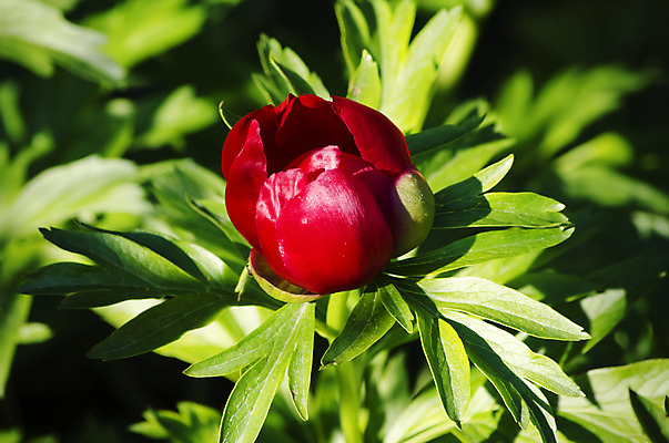 포토 JPG 해외이미지 식물 꽃잎 꽃 백그라운드 잎 꽃무늬 자연 사람없음 빨간색 초록색 여름 정원 봄 벚꽃 작약 해외202004 해외포토 계절 컬러 무늬 생태계 파일형식 이미지허브