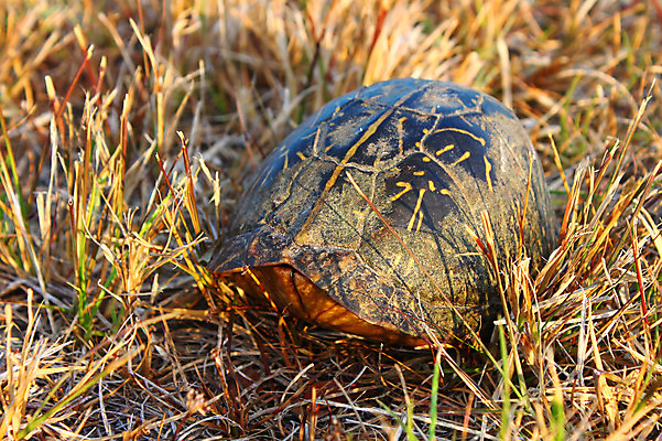 포토 JPG 해외이미지 동물 공원 야생동물 패턴 파충류 자연 생물 종류 사람없음 야외 상자 환경 미국 껍질 거북이 생물학 내추럴 동물상 생태학 숨기 전국 플로리다 해외202004 해외포토 공공시설 교육 북아메리카 무늬 모션 조형물 생태계 파일형식 이미지허브