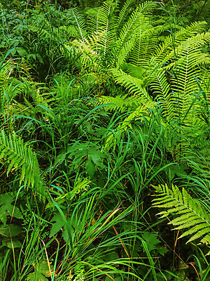 포토 JPG 해외이미지 나무 식물 디자인 계절 백그라운드 컨셉 잎 패턴 자연 벽지 추상 사람없음 야외 초록색 여름 환경 정원 봄 성장 물방울 나뭇가지 신선 닫기 숲 열대우림 묘사 질감 내추럴 양치류 해외202004 해외포토 컬러 무늬 모션 생태계 파일형식 이미지허브