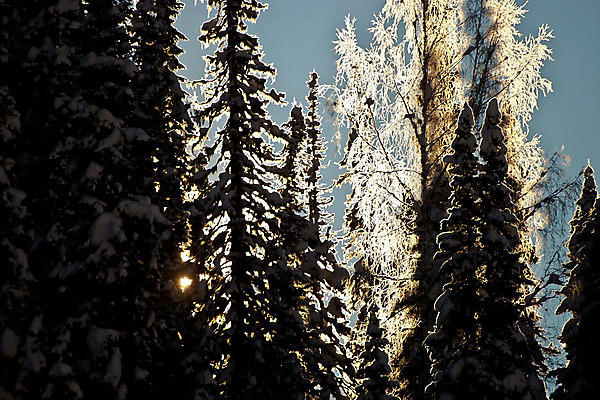 포토 JPG 해외이미지 나무 실루엣 여행 겨울 자연 하늘 불꽃 산 그림자 풍경 사람없음 야외 목재 파란색 빛 태양 평화 얼음 검은색 침묵 기쁨 회색 추위 자유 흰색 소나무 오픈 숲 시원함 만족 심플 윤곽 전나무 웅장함 제설기 가문비나무 해외202004 해외포토 자연요소 식물 계절 감정 컬러 컨셉 재료 불 촬영기법 소리 생태계 제설 파일형식 이미지허브
