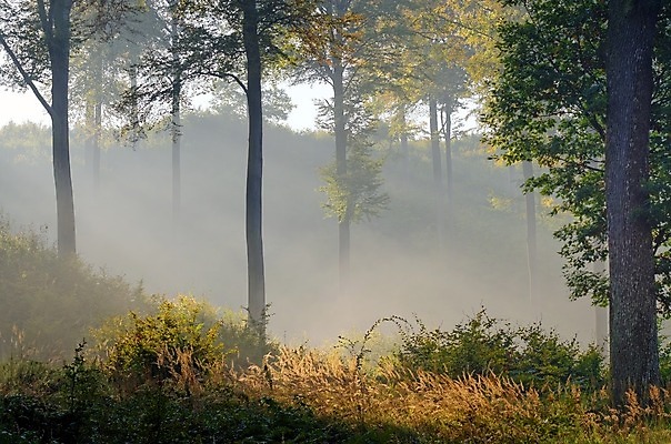 포토 JPG 해외이미지 나무 잎 자연 사람없음 목재 햇빛 안개 숲 삼림지대 해외202004 해외포토 식물 재료 날씨 태양 생태계 파일형식 이미지허브