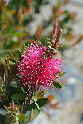 포토 JPG 해외이미지 식물 꽃 분홍색 잎 자연 사람없음 야외 초록색 정원 봄 닫기 호주 관목 해외202004 해외포토 나무 계절 컬러 모션 오세아니아 생태계 파일형식 이미지허브
