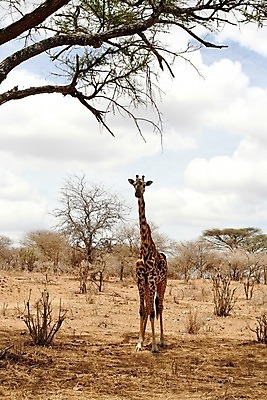 포토 JPG 해외이미지 동물 한마리 야생동물 포유류 아프리카 자연 동물원 사람없음 야외 세로 파란색 관광지 컬러풀 큼 기린 사파리 5 단아함 대가리 사바나 웅장함 초식 탄자니아 평야 해외202004 해외포토 1 나라 컬러 여행 숫자 크기 생태계 파일형식 이미지허브