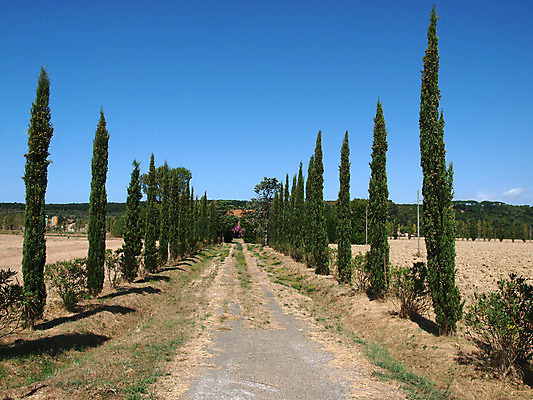 포토 JPG 해외이미지 나무 식물 계절 도로 길 선 여행 백그라운드 밭 자연 하늘 휴식 거리 주택 풍경 사람없음 초록색 파란색 농가 농장 농경지 평화 이탈리아 나뭇가지 시골 승차 포도밭 감탄 시에나 줄서기 토스카나 목가 해외202004 해외포토 유럽 컬러 컨셉 농업 교통시설 모션 건물 생태계 파일형식 이미지허브