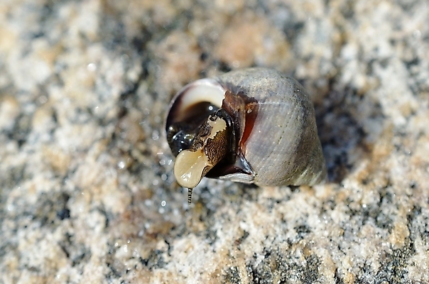포토 JPG 해외이미지 계절 야생동물 섬 자국 모션 자연 휴식 주택 노르웨이 풍경 사람없음 야외 가로 물 여름 빛 검은색 침묵 젖음 껍질 바위 원형 닫기 미끄러짐 시원함 북극 만족 싱글 달팽이 오르기 소금 장면 덮기 북쪽 느림 내추럴 민달팽이 북극해 어려움 짠맛 몽환 끈적임 해외202004 해외포토 자연요소 도형 동물 감정 유럽 바다 컬러 컨셉 연체동물 건물 소리 돌_바위 맛 극지방 방향 생태계 파일형식 달팽이_동물 이미지허브