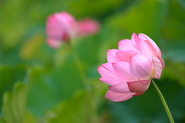 포토 JPG 해외이미지 식물 꽃잎 꽃 호수 분홍색 백그라운드 잎 꽃무늬 자연 친절 연꽃 풍경 사람없음 야외 초록색 여름 컬러풀 노란색 평화 환경 정원 보라색 고요 봄 벚꽃 흰색 연못 신선 개화 우아함 백합 당구 순수 묘사 내추럴 해외202004 해외포토 계절 컬러 컨셉 무늬 구기 생태계 파일형식 이미지허브