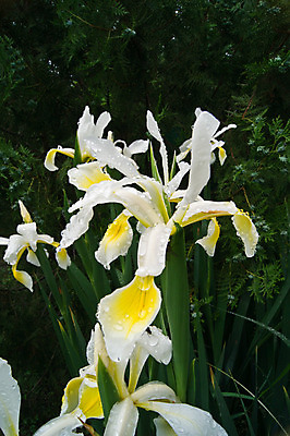 포토 JPG 해외이미지 식물 1 꽃잎 꽃 줄기 백그라운드 꽃무늬 자연 수염 사람없음 초록색 파란색 노란색 보라색 봄 벚꽃 흰색 깃발 제비꽃 묘사 싱글 붓꽃 고립 해외202004 해외포토 계절 컬러 무늬 생태계 파일형식 이미지허브