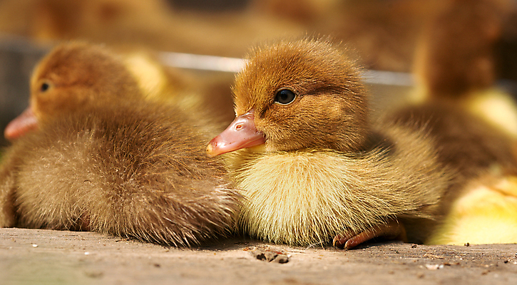 포토 JPG 해외이미지 동물 야생동물 가족 조류 오리 털 사람없음 농장 갈색 노란색 봄 연못 작음 부리 솜털 물새 해외202004 해외포토 계절 컬러 농업 관계 크기 파일형식 이미지허브
