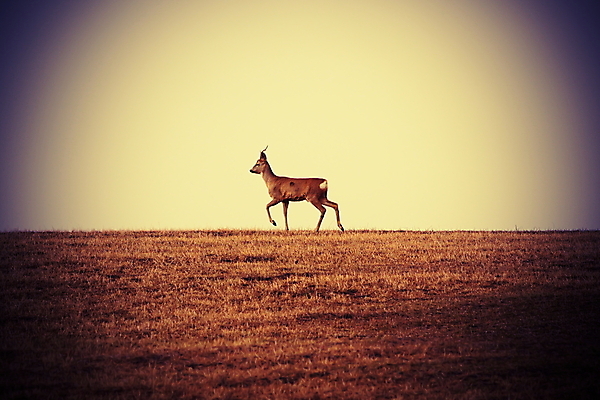 포토 JPG 해외이미지 동물 계절 남자 유럽 야생동물 백그라운드 밭 포유류 자연 사슴 뿔 미술 사람없음 여름 농경지 갈색 걷기 달러 봄 게임 시골 황무지 우아함 땅 사냥 동물상 해외202004 해외포토 나라 컬러 컨셉 돈 농업 모션 놀이 문화예술 사람 조형물 농장 생태계 파일형식 이미지허브