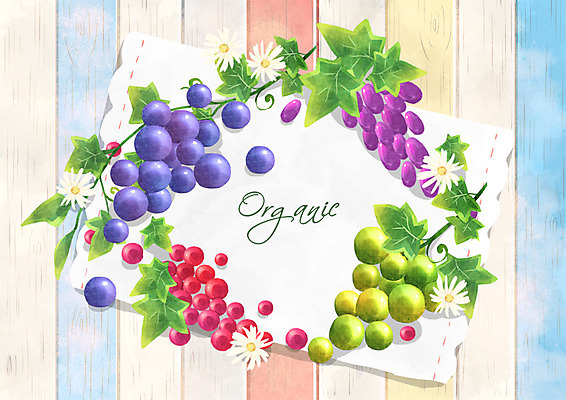 PSD 일러스트 포도 프레임 사람없음 유기농 청포도 국내일러스트 웰빙 과일 파일형식