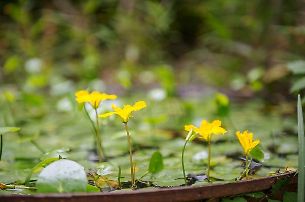 포토 JPG 주간 꽃 자연 한국 풍경 사람없음 야외 국내포토 자연요소 식물 아시아 생태계 파일형식