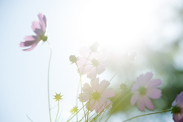 포토 JPG 주간 자연 한국 풍경 사람없음 야외 빛 가을 코스모스 역광 국내포토 자연요소 계절 꽃 아시아 생태계 파일형식