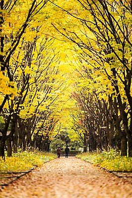 포토 JPG 주간 여자 남자 한국 풍경 성인 야외 두명 노란색 산책 가을 은행잎 은행나무 국내포토 자연요소 나무 계절 아시아 컬러 잎 휴식 사람 파일형식