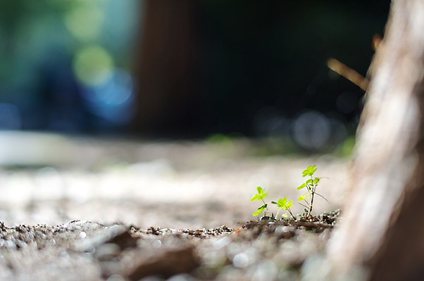 포토 JPG 주간 나무 자연 한국 풍경 사람없음 야외 아웃포커스 새싹 국내포토 자연요소 식물 아시아 촬영기법 생태계 파일형식