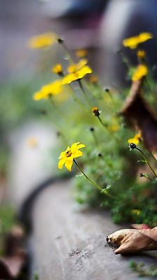 포토 JPG 주간 꽃 자연 한국 풍경 사람없음 야외 국내포토 자연요소 식물 아시아 생태계 파일형식