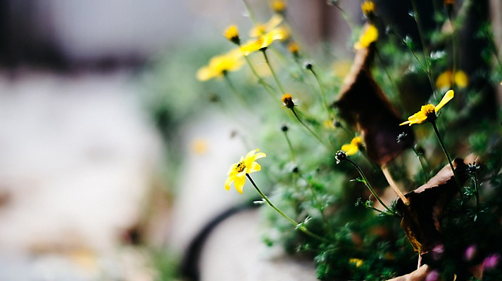 포토 JPG 주간 꽃 낙엽 자연 한국 풍경 사람없음 야외 국내포토 자연요소 식물 아시아 잎 생태계 파일형식