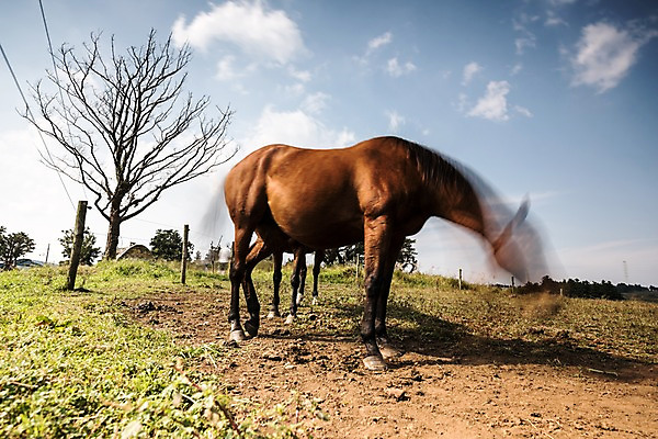 포토 JPG 주간 한마리 한국 풍경 사람없음 야외 제주도 말_동물 장노출 국내포토 자연요소 1 아시아 포유류 촬영기법 파일형식