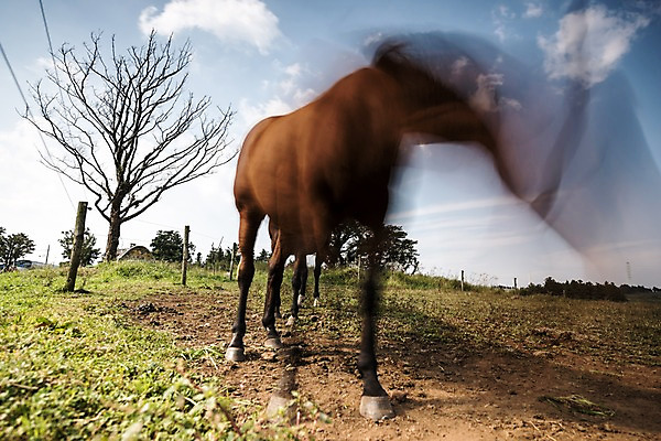 포토 JPG 주간 한마리 한국 풍경 사람없음 야외 제주도 말_동물 역동적 장노출 국내포토 자연요소 1 아시아 컨셉 포유류 촬영기법 파일형식