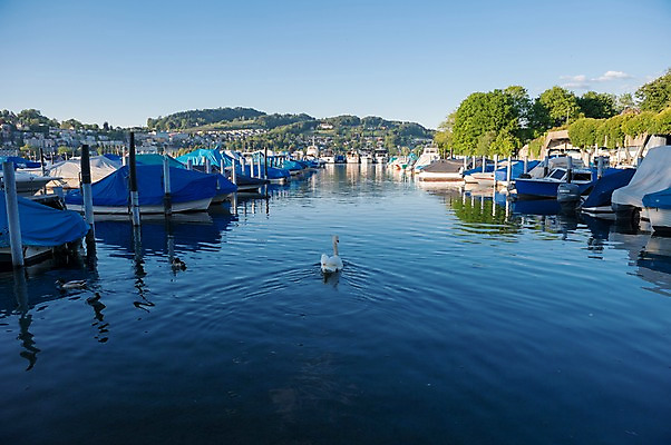 포토 JPG 주간 한마리 해외풍경 호수 요트 유럽풍경 풍경 사람없음 야외 스위스 백조 루체른 국내포토 자연요소 1 해외 유럽 배_교통 조류 파일형식