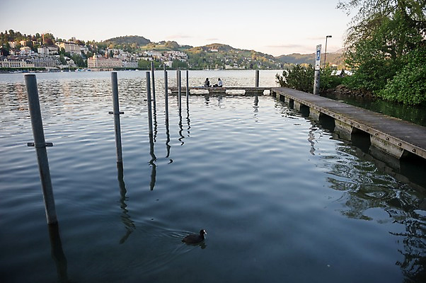 포토 JPG 주간 한마리 해외풍경 호수 유럽풍경 조류 풍경 야외 두명 항구 스위스 루체른 국내포토 자연요소 동물 1 해외 유럽 교통시설 사람 파일형식