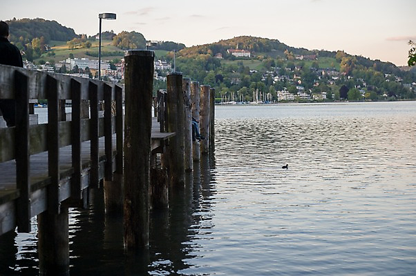 포토 JPG 주간 한마리 해외풍경 호수 유럽풍경 조류 풍경 사람없음 야외 스위스 루체른 국내포토 자연요소 동물 1 해외 유럽 파일형식