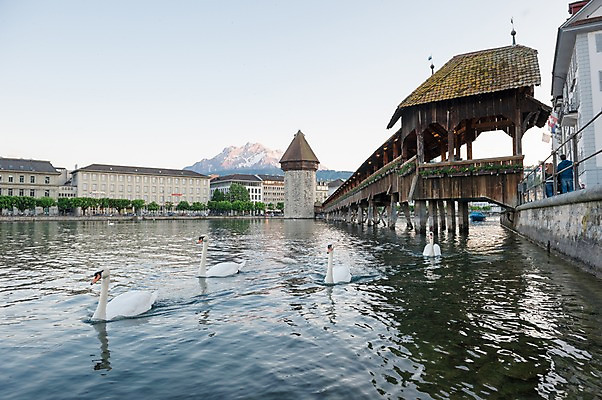 포토 JPG 주간 해외풍경 호수 여러마리 유럽풍경 풍경 사람없음 야외 스위스 백조 루체른 가교 국내포토 자연요소 해외 건축물 유럽 다수 조류 파일형식
