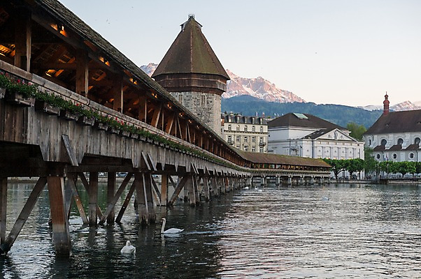 포토 JPG 주간 해외풍경 호수 두마리 유럽풍경 풍경 사람없음 야외 스위스 백조 루체른 가교 국내포토 자연요소 해외 건축물 유럽 2 조류 파일형식