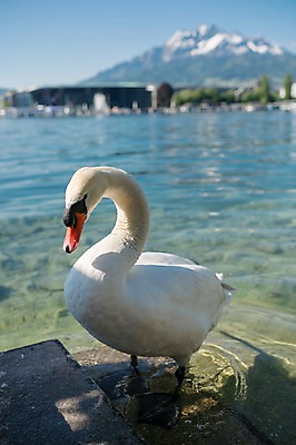 포토 JPG 주간 한마리 해외풍경 호수 유럽풍경 풍경 사람없음 야외 스위스 알프스 루체른 국내포토 자연요소 1 해외 유럽 파일형식