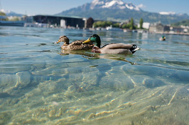 포토 JPG 주간 해외풍경 호수 두마리 유럽풍경 오리 풍경 사람없음 야외 스위스 루체른 국내포토 자연요소 해외 유럽 2 조류 파일형식