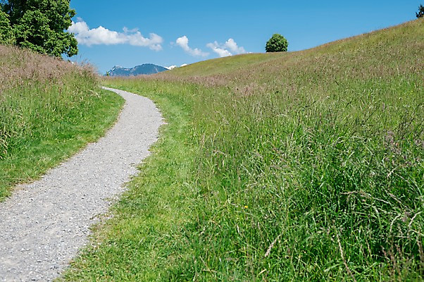 포토 JPG 주간 나무 구름 해외풍경 유럽풍경 자연 하늘 풍경 사람없음 야외 오솔길 스위스 루체른 국내포토 자연요소 식물 해외 유럽 길 생태계 파일형식