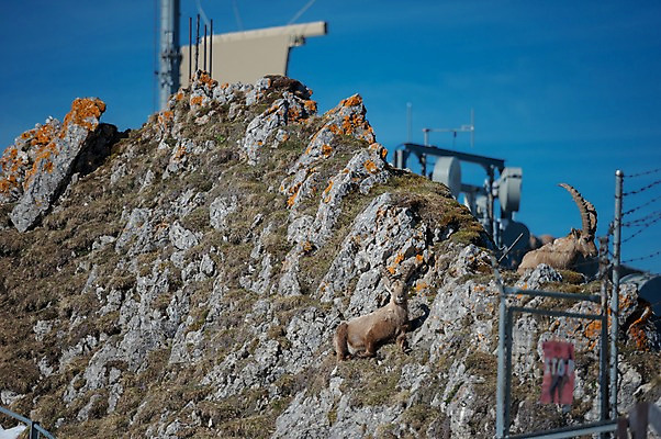 포토 JPG 주간 해외풍경 두마리 유럽풍경 풍경 사람없음 야외 정상 스위스 산양 루체른 국내포토 자연요소 해외 유럽 2 양 멸종위기동물 파일형식