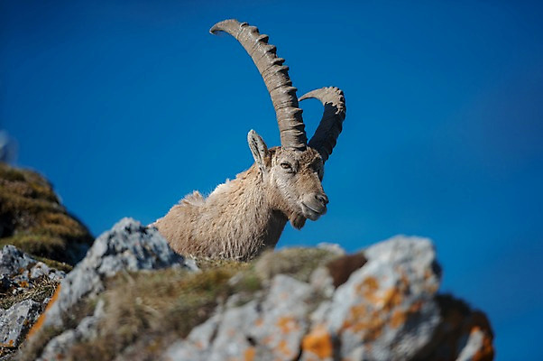 포토 JPG 주간 한마리 해외풍경 유럽풍경 풍경 사람없음 야외 스위스 산양 루체른 국내포토 자연요소 1 해외 유럽 양 멸종위기동물 파일형식