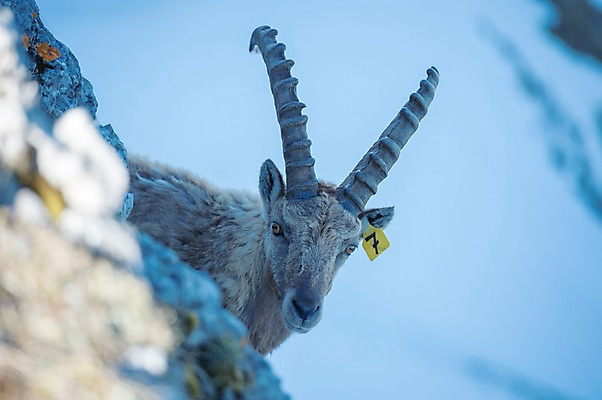 포토 JPG 주간 한마리 해외풍경 유럽풍경 풍경 사람없음 야외 스위스 산양 루체른 국내포토 자연요소 1 해외 유럽 양 멸종위기동물 파일형식