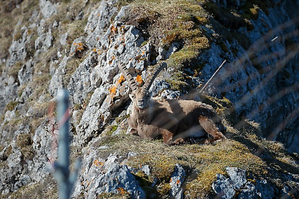 포토 JPG 주간 한마리 해외풍경 유럽풍경 풍경 사람없음 야외 스위스 알프스 산양 루체른 국내포토 자연요소 1 해외 유럽 양 멸종위기동물 파일형식