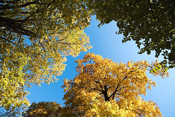 포토 JPG 주간 해외풍경 단풍 유럽풍경 하늘 풍경 사람없음 야외 프랑스 가을 국내포토 자연요소 해외 계절 유럽 잎 파일형식